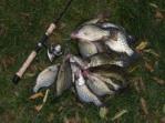 Fishing Fishing